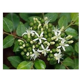 100 pezzi di semi di ginseng ameano stratificato