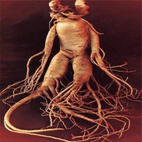 100 pezzi di frutta semi di erbe al ginseng americano bianco semi di ginseng americano piante semi per la casa e amp. Giardin