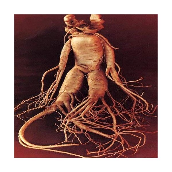 100 pezzi di frutta semi di erbe al ginseng americano bianco semi di ginseng americano piante semi per la casa e amp. Giardin