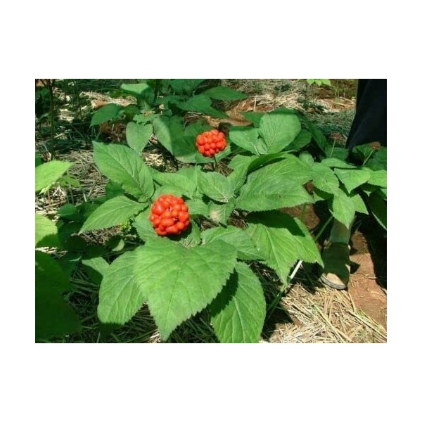 10 SEMI DI PANAX GINSENG