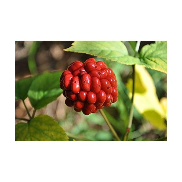 Germinazione dei Semi: 100 Semi: Hardy Cinese/Corea del Semi Panax Ginseng Selvatico 50/100/200/100 Semi