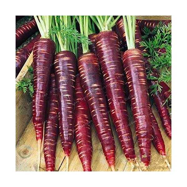 Semi: 100 Pezzi di Verdure della Frutta Drago Viola Ginseng Nutriente per la casa Giardino: Mix