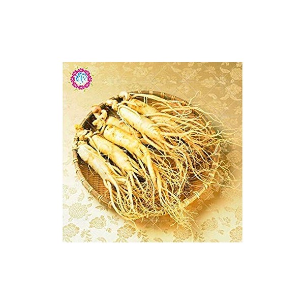 20: Rare 50pcs Genuine semi Ficus Ginseng Ginseng Erbe semi dellalbero Banyan semina il trasporto libero