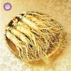 20: Rare 50pcs Genuine semi Ficus Ginseng Ginseng Erbe semi dellalbero Banyan semina il trasporto libero