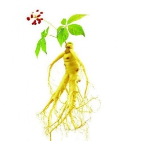 3: 100 pezzi di frutta semi di erbe ginseng di frutta bianco americano semi di ginseng piante semi per la casa e amp. Giardin