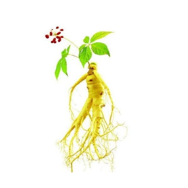 3: 100 pezzi di frutta semi di erbe ginseng di frutta bianco americano semi di ginseng piante semi per la casa e amp. Giardin