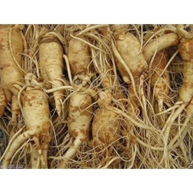 Ginseng - Panax Ginseng Semi di 10 Non Scarificazione Richiesto-Pronto a Pianta