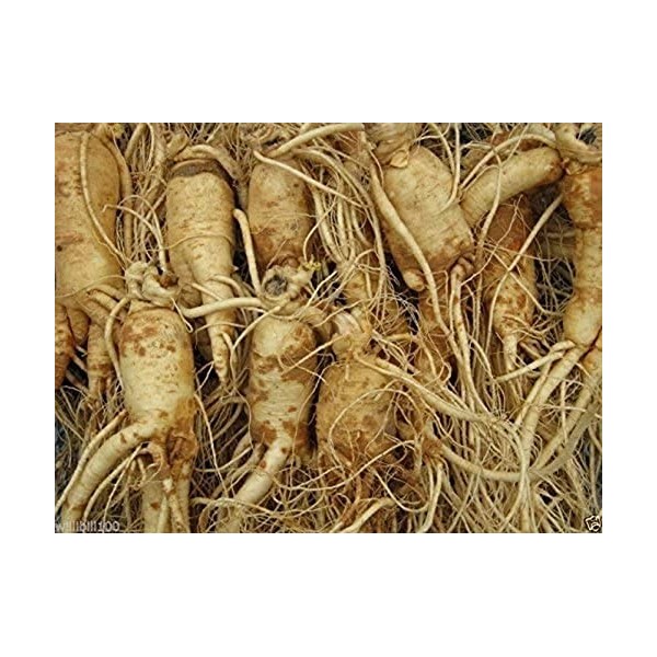 Ginseng - Panax Ginseng Semi di 10 Non Scarificazione Richiesto-Pronto a Pianta