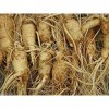 Ginseng - Panax Ginseng Semi di 10 Non Scarificazione Richiesto-Pronto a Pianta