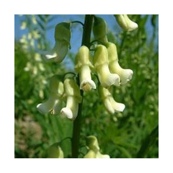 50 Ficus Sophora Ginseng Semi di Piante