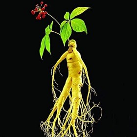 10pcs panax Ginseng Semi, Semi di erba Semi di Ortaggi Piante