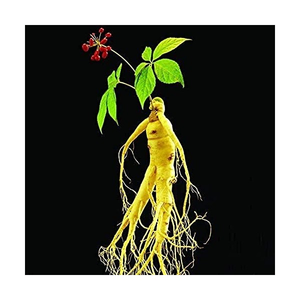 10pcs panax Ginseng Semi, Semi di erba Semi di Ortaggi Piante