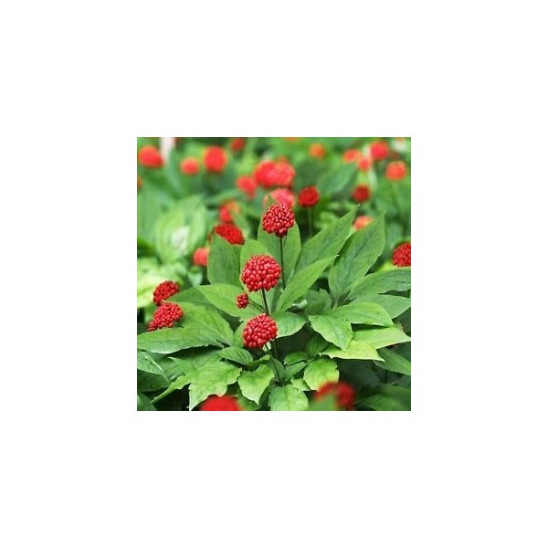 100% reale cinese Wenshan Sanqi Sementes Panax Notoginseng Semi Yunnan Tianqi Pseudo Ginseng Piante Erbe