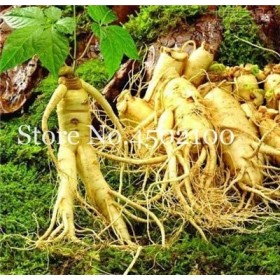 Nuovi 100 semi di ortaggi Pz Ginseng per il giardinaggio Giallo