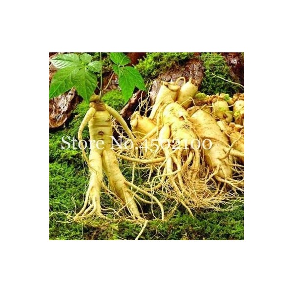 Nuovi 100 semi di ortaggi Pz Ginseng per il giardinaggio Giallo