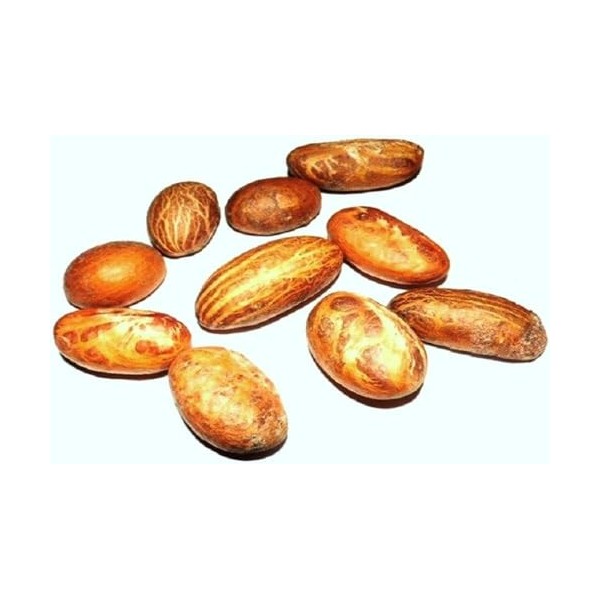 Petit Cola Africain, Graine entiere Bitter Kola 