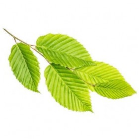 Orme BIO - 15mL - Ulmus Campestris – Macérat concentré de bourgeons frais Grande ortie