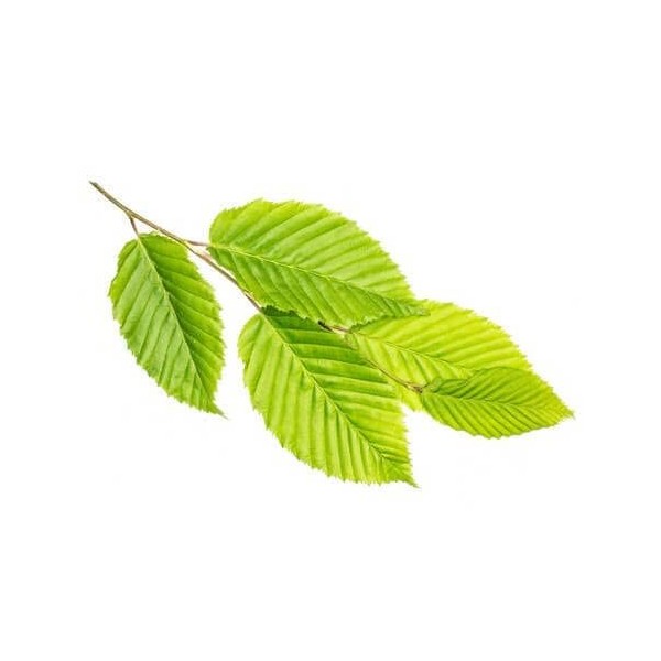 Orme BIO - 15mL - Ulmus Campestris – Macérat concentré de bourgeons frais Grande ortie
