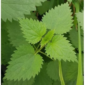 Urtica dioica/Grande Ortie/Godet/Vivace aromatique