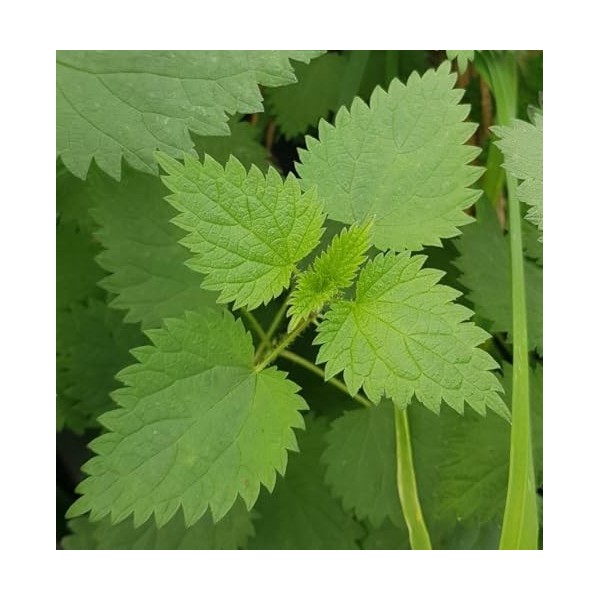 Urtica dioica/Grande Ortie/Godet/Vivace aromatique