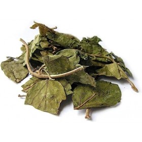 QURA Gurmar | Gudmar Feuilles sèches – 200 g | | | MADHUNASHINI/Sirukurinjan | Podapatri | Feuilles de Madhunashini Gymnema S