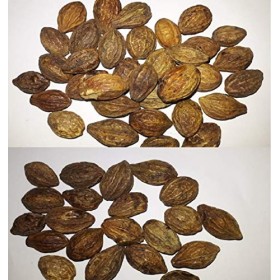 Succulent & Cactus Nursery Herbal haritaki/kadukkai/harde entier/terminalia chebula/karakkaya/myrobalan jaune 50 g 