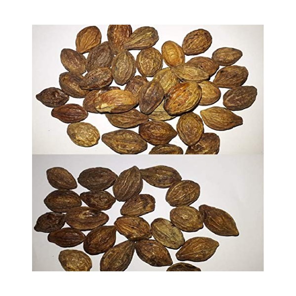 Succulent & Cactus Nursery Herbal haritaki/kadukkai/harde entier/terminalia chebula/karakkaya/myrobalan jaune 50 g 
