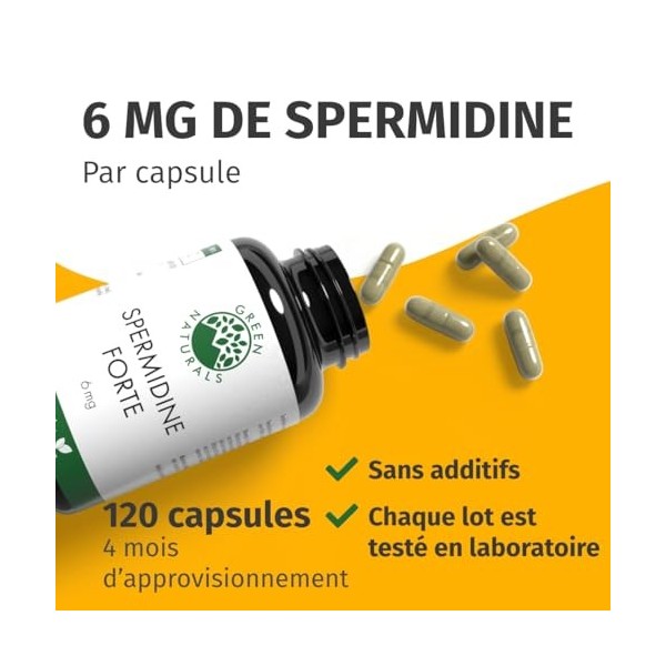 Spermidine Forte – Hautement dosé : 6 mg par capsule dextrait de germe de blé – Testé en laboratoire – 120 gélules Green Nat