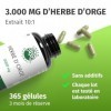 Herbe dorge gélules naturelles et pures - Dosage élevé: 3.000 mg avec extrait 10:1-365 capsules 3 mois - Qualité premium d