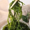 Dried cooked Kombu,kombu,seaweed,kelp noodles 200g 