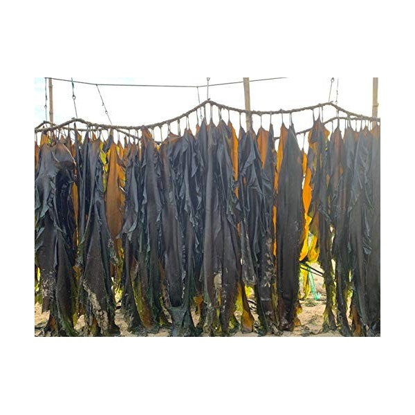 Laminaria Japonica Feuille dalgues séchées pour algues, kombu, flocons de varech, feuilles dalgues 1000 g 