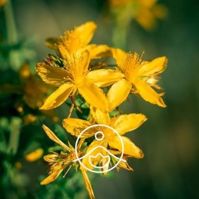 FLORIHANA – Huile de Macération Millepertuis BIO – Cosmos – 200 ml Millepertuis perforé