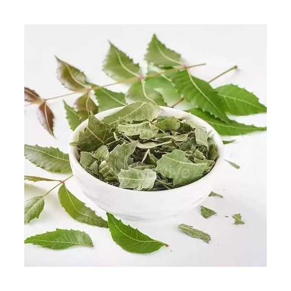 Feuilles de margousier séchées, feuilles naturelles en vrac