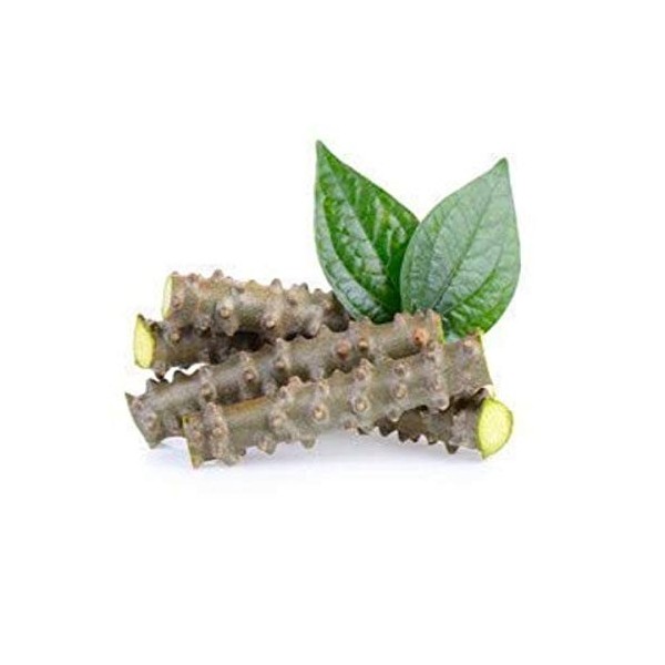 JadiButi Store Lot de 12 bâtonnets de margousier frais 15,2 cm de long emballés dans une boîte ondulée