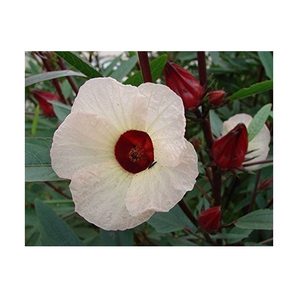 Sabdariffa | Roselle | Tea giamaicano | 20_Seeds A degli Stati Uniti