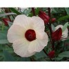 Sabdariffa | Roselle | Tea giamaicano | 20_Seeds A degli Stati Uniti