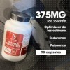TRIBULUS – Extrait Concentré de Tribulus Terrestris – 150mg de Saponines par Gélule – Vitalité, Endurance, Équilibre Hormonal