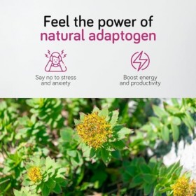 Ambervit Rhodiola rosea 500 mg 180 gélules Extrait de racine titré à 3 % de salidroside Végan, sans agents de remplissage art