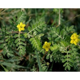10 SEMI DI TRIBULUS TERRESTRIS