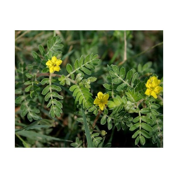 10 SEMI DI TRIBULUS TERRESTRIS