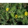 10 SEMI DI TRIBULUS TERRESTRIS