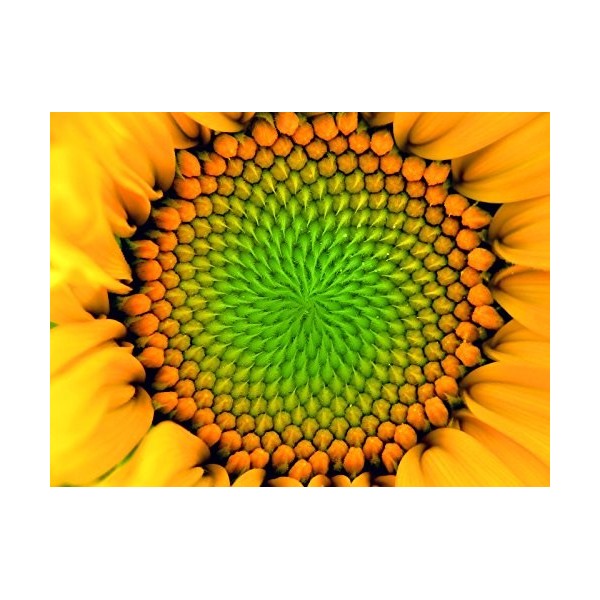 Lécithine pure, lécithine de tournesol en provenance dAllemagne Émulsifiant E322 Sachet 1500 g 1,5 kg 