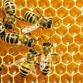 Crème visage femme Veleno DApi Ml 50 Made in Italy Antirides Anti-Traitement Régénérant Hydratant Jour Nuit Cosmétiques Beau