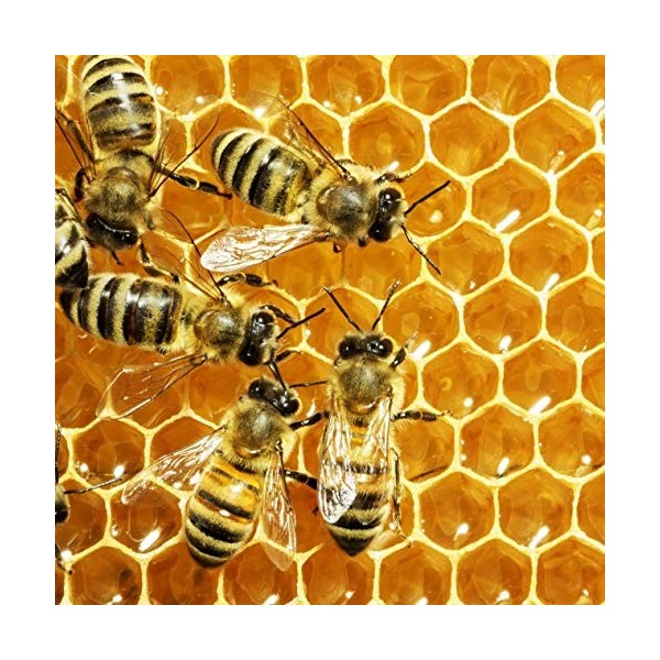 Crème visage femme Veleno DApi Ml 50 Made in Italy Antirides Anti-Traitement Régénérant Hydratant Jour Nuit Cosmétiques Beau