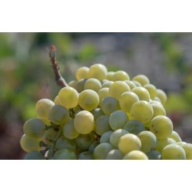 RAISIN DE SANTORIN Masque Volcanique Resurfaçant 70ml