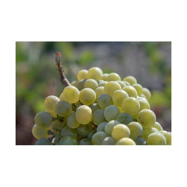 RAISIN DE SANTORIN Masque Volcanique Resurfaçant 70ml