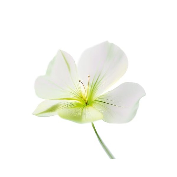 NOVA ENGEL OluOlu Caviar Supreme Crema 50 ml