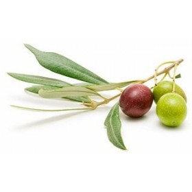 Tergum Maximum N, Le Sérum de Nuit avec Une Plus Grande Capacité antioxydant du marché : 1800 Fois supérieure à la Vitamine C