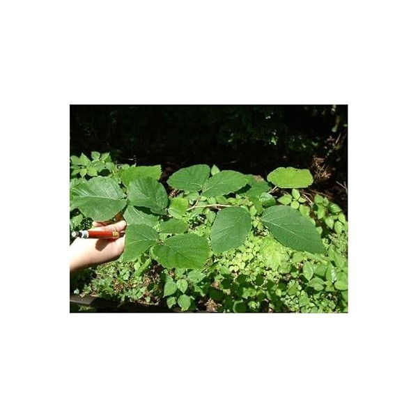 Eau florale hamamelis BIO flacon 200 ML.