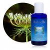 Hydrolat Eau florale : Carotte sauvage BIO - Daucus carota - 100 ml Lotions Toniques